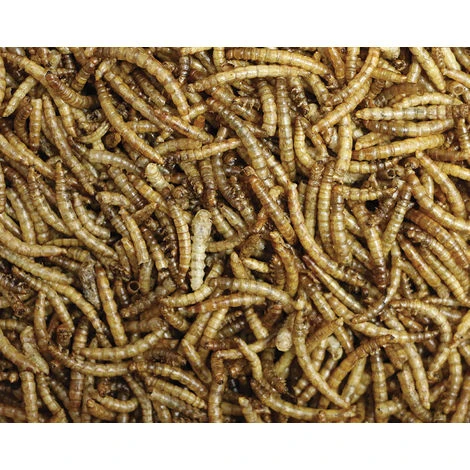 FERME DE BEAUMONT Vers De Farine Déshydratés 2,5 Litres (375 Gr) 2 FERME DE BEAUMONT Vers De Farine Déshydratés 2,5 Litres (375 Gr) – Image 2