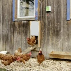 Kerbl Ensemble De Porte Automatique De Poulailler 220x330 Mm 70547 -Polire Soldes Boutique 12161135 4