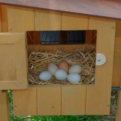 Ferplast HEN HOUSE 30 Poulailler En Pin Nordique FSC. Variante HEN HOUSE 30 - Mesures: 162 X 100 X H 110 Cm - -Polire Soldes Boutique 13132219 4