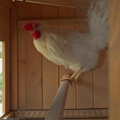 Ferplast HEN HOUSE 10 Maisonnette Pour Poules En Bois De Pin Nordique. Variante HEN HOUSE 10 - Mesures: 124 X 98 X H 110 Cm - -Polire Soldes Boutique 13458173 5