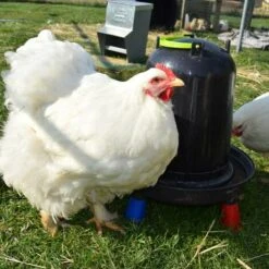 POULAILLER DIRECT Abreuvoir Volailles À Pieds En Plastique Recyclé Eco 10l -Polire Soldes Boutique 19267400 4