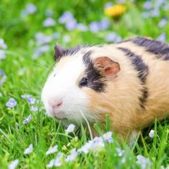 Relaxdays Cage Extérieur Lapin, Avec Filet, Enclos Pour Rongeurs, Avec Protection Contre Le Soleil, Ø 110 Cm, Vert -Polire Soldes Boutique 26751393 3