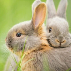 Relaxdays Cage Extérieur Lapin, Avec Filet, Enclos Pour Rongeurs, Avec Protection Contre Le Soleil, Ø 110 Cm, Vert -Polire Soldes Boutique 26751393 5