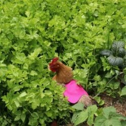 ILOVEMILAN Tablier De Poulet À Sangle Unique/Gilet De Selle Protection De L'aile De Canard De Poule Vestes De Poulet Standard Tabliers De Poule Accessoires De Soins De Volaille 5pcs-Rose Rouge -Polire Soldes Boutique 30673276 5