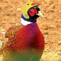 Triomphe Casque Pour Animaux De Compagnie Casque De Poulet Chapeau Pour Animaux De Compagnie Jouet Casque Casque De Poule De Poule Costumes Accessoires Pour Poulet 8 Pièces -Polire Soldes Boutique 31775288 5