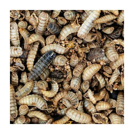 CHEMIN DES POULAILLERS Larves De Mouche Soldat À Picorer Pour Volailles Doypack 1,3l - Prefor 2 CHEMIN DES POULAILLERS Larves De Mouche Soldat À Picorer Pour Volailles Doypack 1,3l - Prefor – Image 2