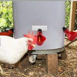 ECHOO 5 Pcs Automatique En Plastique Abreuvoir De Poulet Tasses Abreuvoir De Volaille Distributeur D'eau Potable Tasses Bols Abreuvoir Outil Pour Oiseau Caille Pigeon Poulet Poule (Tube 20mm) -Polire Soldes Boutique 39606227 5