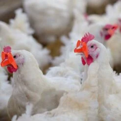 GUAZHUNIFR Lunettes De Poulet Lunettes Anti-picage Lunettes De Poulet En Plastique100 Pieces Guazhuni(rouge) 8 GUAZHUNIFR Lunettes De Poulet Lunettes Anti-picage Lunettes De Poulet En Plastique100 Pieces Guazhuni(rouge) -Polire Soldes Boutique 42580261 4