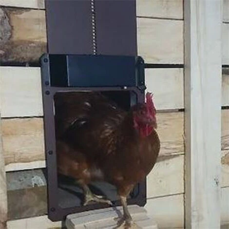 ASUPERMALL Ouvre-Porte Automatique De Poulailler à Perception Lumineuse, Ip44 étanche, Household 4 ASUPERMALL Ouvre-Porte Automatique De Poulailler à Perception Lumineuse, Ip44 étanche, Household – Image 4