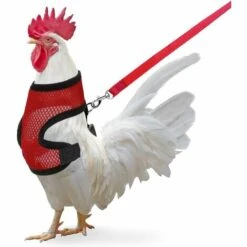 Kueatily Paquet De Poulet Avec Laisse