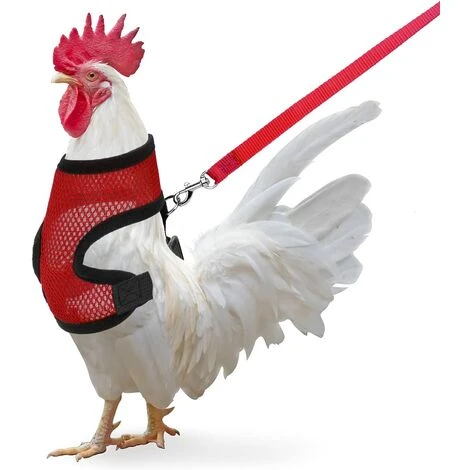 Kueatily Paquet De Poulet Avec Laisse 1 Kueatily Paquet De Poulet Avec Laisse