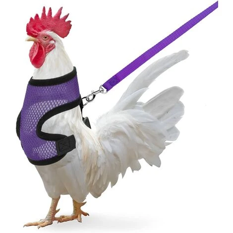 Kueatily Paquet De Poulet Avec Laisse 1 Kueatily Paquet De Poulet Avec Laisse