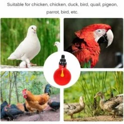 REGALOS 10 Coupes Automatiques Dabreuvoir De Poulet,mangeoire Dabreuvoir Automatique Doiseau De Poule De Poulet-équipement Dalimentation Dabreuvoir De Volaille Pour La Poule De Poulet Doiseau -Polire Soldes Boutique 54079121 5