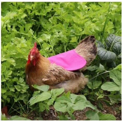 DECKON Tablier Poulailler Ceinture Simple Accessoires Coop 1 Pièce (Rouge) 2 DECKON Tablier Poulailler Ceinture Simple Accessoires Coop 1 Pièce (Rouge) – Image 2