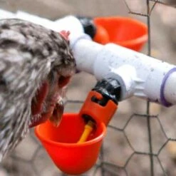 ILOVEMILAN Volaille Automatique Abreuvoir,6 PCS Buveur De Volaille,Poulet Abreuvoir D'eau,Buveurs Automatiques Abreuvoirs En Plastique Rouge Backyards Canard Oiseau Caille Pigeon Poule Alimentation D'eau Bol -Polire Soldes Boutique 54413604 5