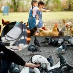 100 Pcs Bague Pour Pied D’Oiseaux Anneaux Pour Pied D'oiseau Jambe D'Anneau D'oiseau Anneaux De Pied Pour Perroquet, Pour Identification Oiseaux Pigeon Poulet Canard Volaille(Multicolor)，Starlight -Polire Soldes Boutique 55414934 5