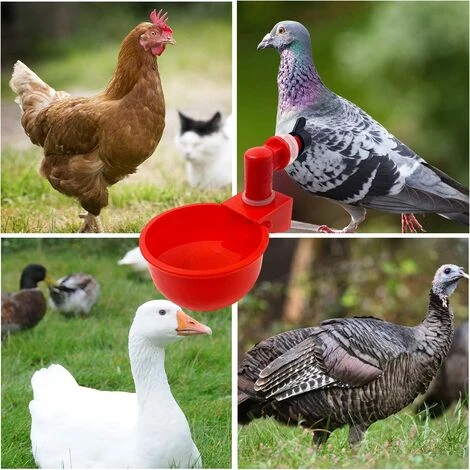 DECKON 6pcs Automatiques Supplies Abreuvoir Poules Tasses à Bol Bol En Plastique, Volailles Distributeurs D'eau Automatique De L'eau Potable Tasses Pour Poussins Cailles Canards Bird 5 DECKON 6pcs Automatiques Supplies Abreuvoir Poules Tasses à Bol Bol En Plastique, Volailles Distributeurs D'eau Automatique De L'eau Potable Tasses Pour Poussins Cailles Canards Bird – Image 5