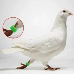 MACARON Couleurs Mélangées Bague Pour Pied D’oiseaux Bague Plastique Pour Pigeon Poussin Bantam Petit Volaille 100 Pcs LO-Ron -Polire Soldes Boutique 57779706 5