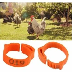 ROSIER 100 Pièces De Poulet Taille De L'anneau Réglable Volaille Jambe Numérique Étiquette Boucle Bague Pour Poulet Canard Volaille Fournitures Ferme (rouge, Lettrage)——VEBTles 7 ROSIER 100 Pièces De Poulet Taille De L'anneau Réglable Volaille Jambe Numérique Étiquette Boucle Bague Pour Poulet Canard Volaille Fournitures Ferme (rouge, Lettrage)——VEBTles -Polire Soldes Boutique 60186305 3