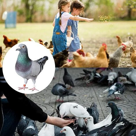 FR-LIFE BR-Vie Bague Pour Pied D’Oiseaux Anneau D'Identification En Plastique Pigeon Bague 8mm Anneaux De Pied Pour Oiseaux Pour Marquage Fermes Élevage Depoussins De Caille De Perroquet Oiseaux Volailles, 100 Pièces 4 FR-LIFE BR-Vie Bague Pour Pied D’Oiseaux Anneau D'Identification En Plastique Pigeon Bague 8mm Anneaux De Pied Pour Oiseaux Pour Marquage Fermes Élevage Depoussins De Caille De Perroquet Oiseaux Volailles, 100 Pièces – Image 4
