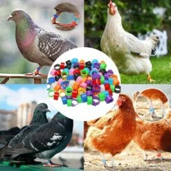 FR-LIFE BR-Vie Bague Pour Pied D’Oiseaux Anneau D'Identification En Plastique Pigeon Bague 8mm Anneaux De Pied Pour Oiseaux Pour Marquage Fermes Élevage Depoussins De Caille De Perroquet Oiseaux Volailles, 100 Pièces 9 FR-LIFE BR-Vie Bague Pour Pied D’Oiseaux Anneau D'Identification En Plastique Pigeon Bague 8mm Anneaux De Pied Pour Oiseaux Pour Marquage Fermes Élevage Depoussins De Caille De Perroquet Oiseaux Volailles, 100 Pièces -Polire Soldes Boutique 61306506 5