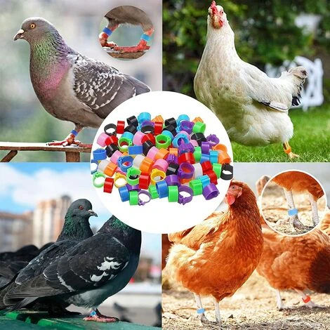 FR-LIFE BR-Vie Bague Pour Pied D’Oiseaux Anneau D'Identification En Plastique Pigeon Bague 8mm Anneaux De Pied Pour Oiseaux Pour Marquage Fermes Élevage Depoussins De Caille De Perroquet Oiseaux Volailles, 100 Pièces 5 FR-LIFE BR-Vie Bague Pour Pied D’Oiseaux Anneau D'Identification En Plastique Pigeon Bague 8mm Anneaux De Pied Pour Oiseaux Pour Marquage Fermes Élevage Depoussins De Caille De Perroquet Oiseaux Volailles, 100 Pièces – Image 5
