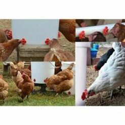 SLI-RES Buveurs D'Eau De Poulet En Plastique Et Acier Inoxydable 304 Abreuvoir Automatique Pour Tétine De Poulet En Rouge Distributeur Abreuvoir Équipement Pour Poulet Oie Oiseau 3.2*3.2cm (Rouge) 6 Pièces，Lilaris -Polire Soldes Boutique 61346388 3