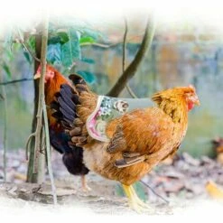 SLI-RES Tablier Poulet Selle Volaille, Selle De Poulet Poule Tablier De Poulet Pour Poule De Volaille Protecteur Dorsal D'Aile Pour Volaille Gilets De SéCurité Pour Poulet Pour Petits Animaux Volaille 21*18*0.3cm (Mélanger) 2 Pcs，Lilaris -Polire Soldes Boutique 61346394 5