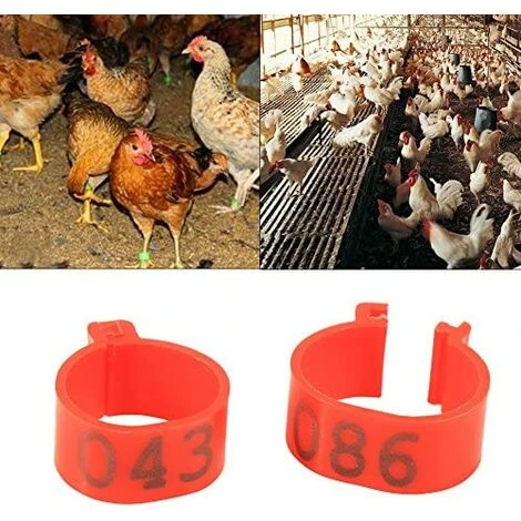 REGALOS 100 Pièces Poulet Anneau Taille Réglable Volaille Jambes Numéro étiquette Boucle Boucle Canard Volaille Poulet Fournitures(rouge) 1 REGALOS 100 Pièces Poulet Anneau Taille Réglable Volaille Jambes Numéro étiquette Boucle Boucle Canard Volaille Poulet Fournitures(rouge)