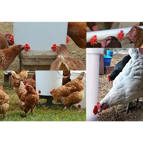REGALOS 10 Pièces Abreuvoir De Poulet En Plastique Et En Acier Inoxydable 304 Abreuvoir Automatique De Mamelon De Poulet 32.5x34mm Abreuvoir D'oie De Poulet 3 REGALOS 10 Pièces Abreuvoir De Poulet En Plastique Et En Acier Inoxydable 304 Abreuvoir Automatique De Mamelon De Poulet 32.5x34mm Abreuvoir D'oie De Poulet – Image 3