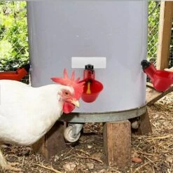 LITZEE BCC 6PCS Volaille Les Buveurs,Volaille Automatique Abreuvoir Portable,avec Tasses D'arrosage Tasses Bols Plastique Rouge Jardin Poulet Flock Duck Bird Feeder,pour Canard Pigeon Poule Oiseaux Red 9 LITZEE BCC 6PCS Volaille Les Buveurs,Volaille Automatique Abreuvoir Portable,avec Tasses D'arrosage Tasses Bols Plastique Rouge Jardin Poulet Flock Duck Bird Feeder,pour Canard Pigeon Poule Oiseaux Red -Polire Soldes Boutique 63867893 5