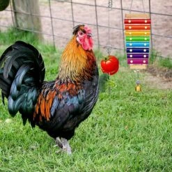 BAICCCF Accessoire Poulailler Lot De 4 Jouets De Poulet Xylophone Pour Poulailler, Brochettes De Légumes, Porte-fruits, Mangeoire Suspendue Pour Légumes Pour Accessoires De Poulailler, Jouets De Cloches De Poulet Pour Poules 9 BAICCCF Accessoire Poulailler Lot De 4 Jouets De Poulet Xylophone Pour Poulailler, Brochettes De Légumes, Porte-fruits, Mangeoire Suspendue Pour Légumes Pour Accessoires De Poulailler, Jouets De Cloches De Poulet Pour Poules -Polire Soldes Boutique 64107278 5