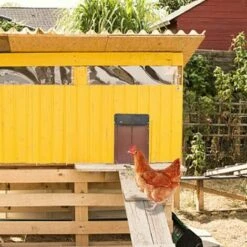 SLBRILLèRE Nouveau Porte Poulailler Automatique Etanche Avec Capteur De Lumière Porte De Poulailler Automatique à Induction à Pile,résistante Aux Prédateurs Facile à Installer 9 SLBRILLèRE Nouveau Porte Poulailler Automatique Etanche Avec Capteur De Lumière Porte De Poulailler Automatique à Induction à Pile,résistante Aux Prédateurs Facile à Installer -Polire Soldes Boutique 64137487 5