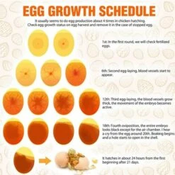 CARILLONSàVENT Mire Oeuf Lampe Mire Oeuf Testeur D'oeufs, Lumière LED Pour Vérifier L’Incubation D’Oeuf Portable Incubateur D'oeufs De Cane Lampe De Poche Batterie Pour Volaille Carivent 7 CARILLONSàVENT Mire Oeuf Lampe Mire Oeuf Testeur D'oeufs, Lumière LED Pour Vérifier L’Incubation D’Oeuf Portable Incubateur D'oeufs De Cane Lampe De Poche Batterie Pour Volaille Carivent -Polire Soldes Boutique 64138985 3