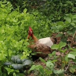 CARILLONSàVENT Tablier De Poulet À Sangle Unique/Gilet De Selle Protection De L'aile De Canard De Poule Vestes De Poulet Standard Tabliers De Poule Accessoires De Soins De Volaille 5pcs-Kaki Carivent -Polire Soldes Boutique 64140614 4