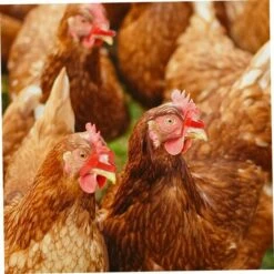 SLBRILLèRE Lunettes D'oeil Poulet Anti-pecking Poulets Goggles Équipement Agricole Pour Poulets 100pcs Rouge Pour Usage De Compagnie -Polire Soldes Boutique 64242987 3