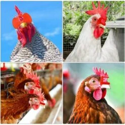 SLBRILLèRE Lunettes D'oeil Poulet Anti-pecking Poulets Goggles Équipement Agricole Pour Poulets 100pcs Rouge Pour Usage De Compagnie -Polire Soldes Boutique 64242987 4