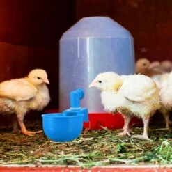 REGALOS Tasses à Eau Pour Poulet, Arrosoir Pour Poulet, Abreuvoir Pour Poulet, Abreuvoir à Remplissage Automatique Pour Volaille, Bol à Boire Pour Volaille, Tasse Pour Poulet, Canard, Dinde, Lapin (bleu, 6 Pièces) -Polire Soldes Boutique 64546398 3