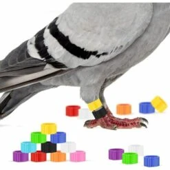 EAUDACè 100pcs Plastique Anneau De Jambe De Pigeon Poule Pigeon Identifier Anneaux De Colombe Pour Perroquet Caille Pinson Canari éclos Volailles Pied Anneaux Poussins Canard Clips -Polire Soldes Boutique 64737748 3