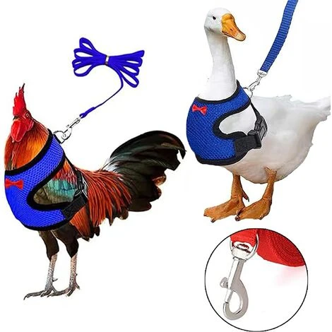 EAUDACè Harnais Souple RéGlable Harnais De Poule 2 PièCes D'éLingue De Poulet Nouvelle Laisse Pour Animaux De Compagnie, RéGlable, Confortable, Respirante, Petite Laisse De Canard Avec Laisse Pour Animaux(M) 2 EAUDACè Harnais Souple RéGlable Harnais De Poule 2 PièCes D'éLingue De Poulet Nouvelle Laisse Pour Animaux De Compagnie, RéGlable, Confortable, Respirante, Petite Laisse De Canard Avec Laisse Pour Animaux(M) – Image 2