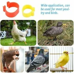 MONLY 300 Anneaux De Pied De Volaille, Petits Anneaux De Serrage De Volaille, Bandes De Volaille Pour Marquer Les Oiseaux, Perroquets, Pigeons, Cailles, Poussins (Jaune/bleu/blanc/violet/rouge/vert)，Fonepro -Polire Soldes Boutique 67668130 5