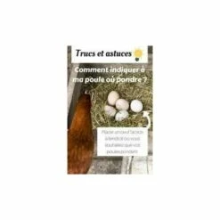 ZOLUX Oeuf Poule Factice A L Unite -Polire Soldes Boutique 7001280 3